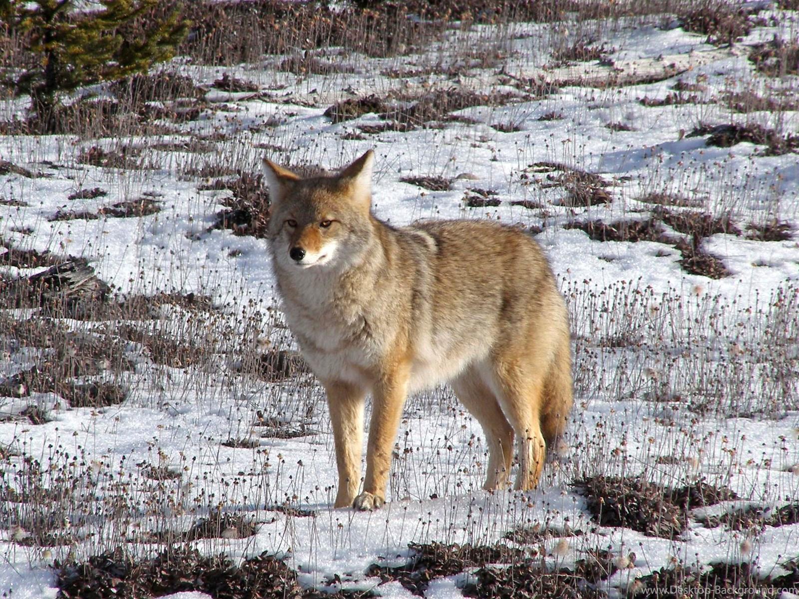Coyote Wallpaper Desktop Background