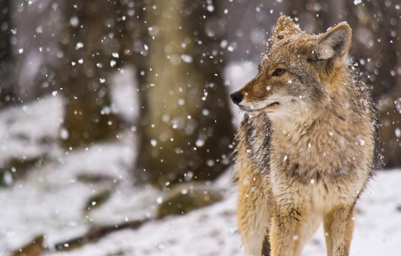 Wallpaper snow, snow, Coyote, coyote (Prairie wolf), Canis latrans