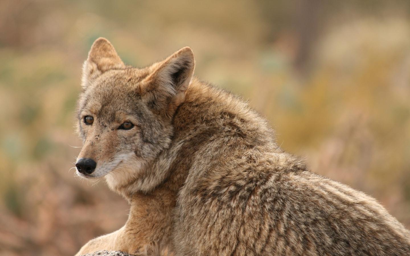 Download wallpaper 1440x900 wolf, coyote, dog, predator widescreen