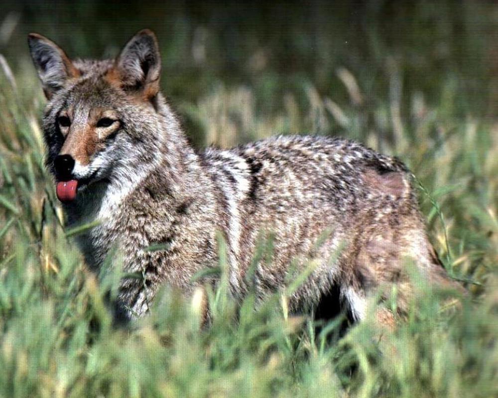 Coyote Wallpaper for Android