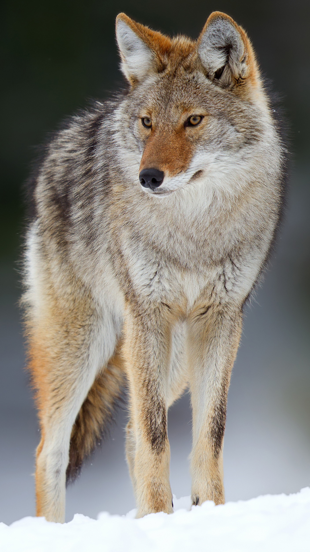 Animal Coyote (1080x1920) Wallpaper
