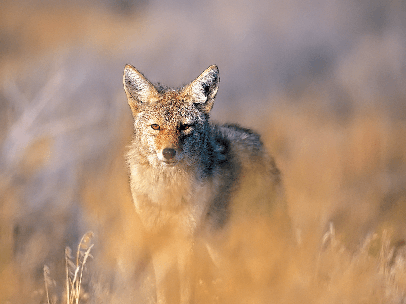 Group of Cool Wallpaper With A Coyote