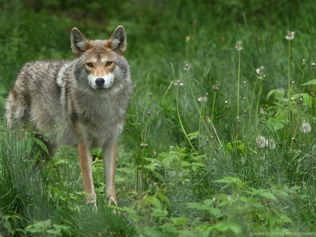 Animals, Nature, Coyote Wallpaper HD / Desktop And Mobile