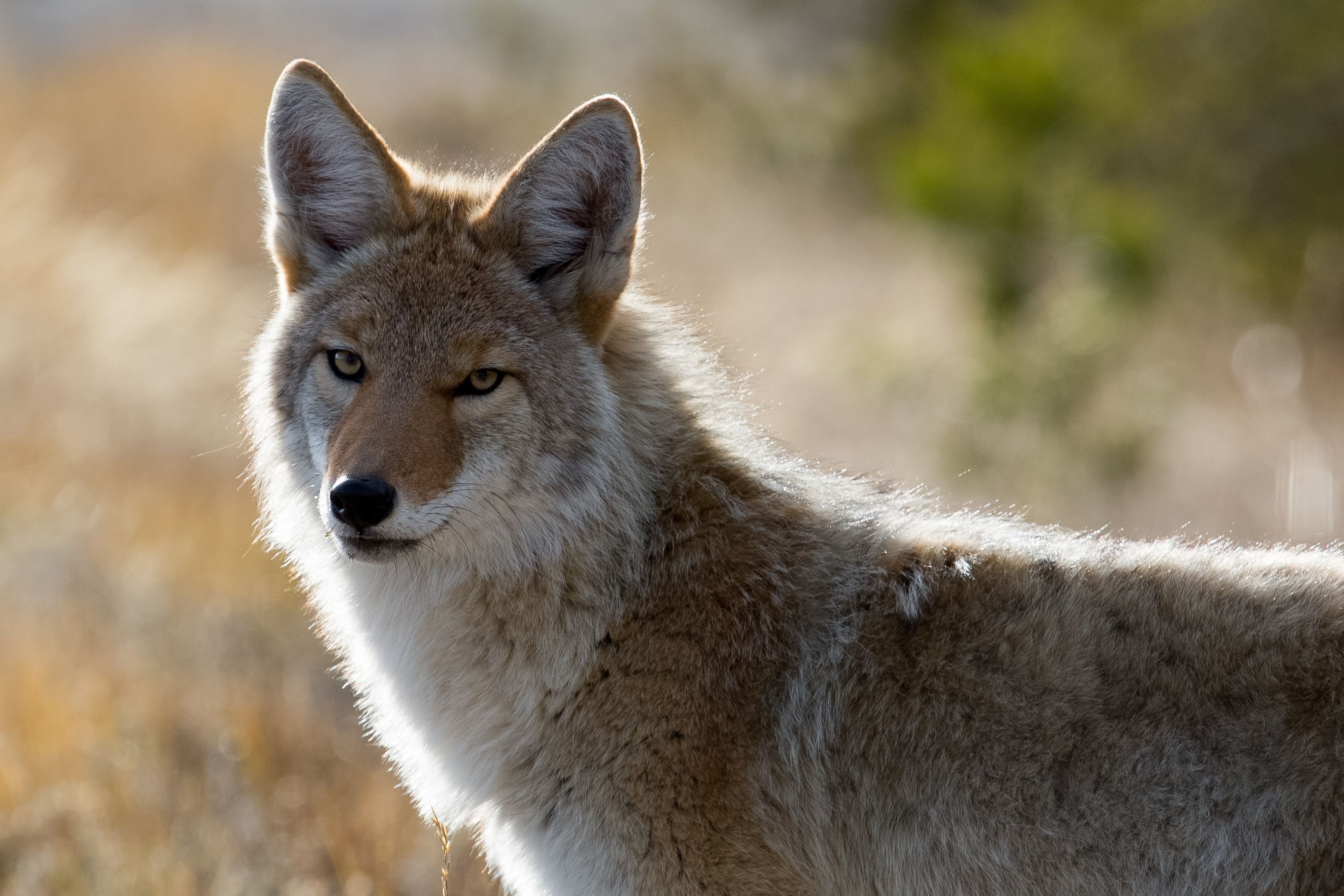 Северные хищные животные. Койот Северной Америки. Канадский койот. Степной койот. Койот Луговой волк.