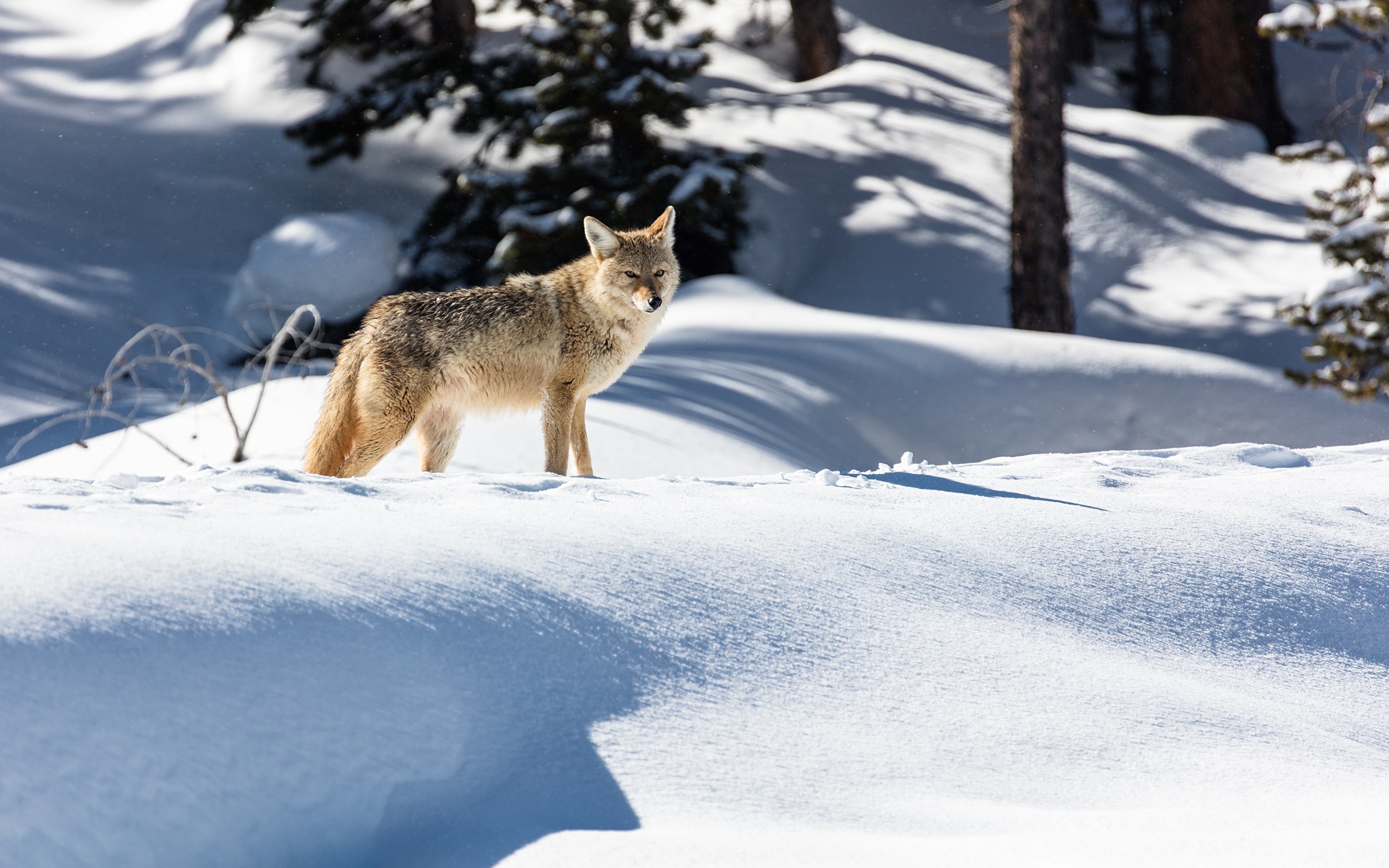 Wallpaper Coyote Winter Snow Animals 2880x1800