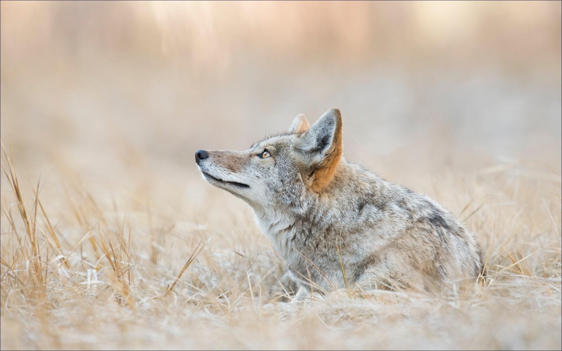 coyote HD Wallpaper, Photo