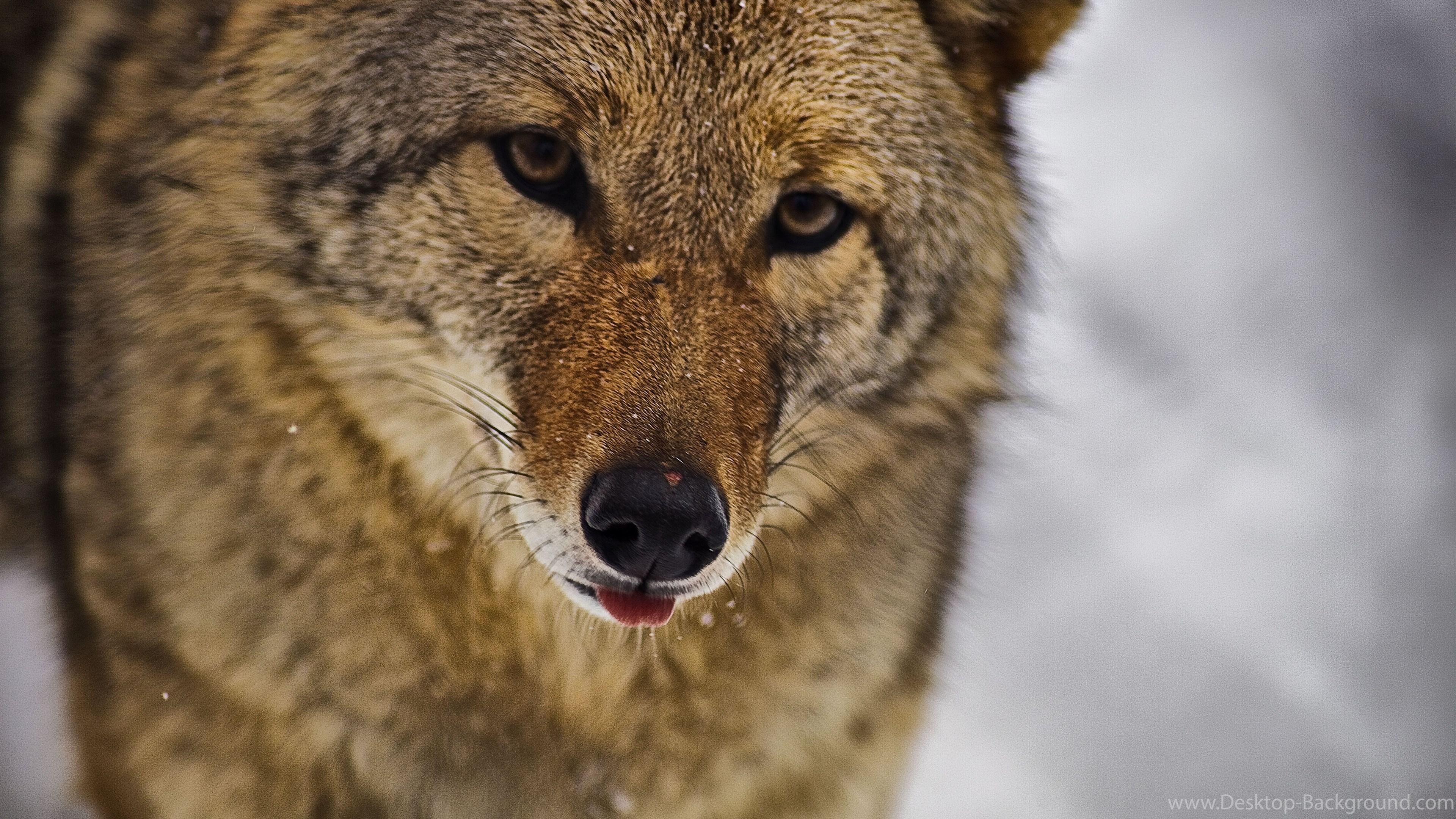 Coyote Wallpaper Picture On Animal Picture Society Desktop Background