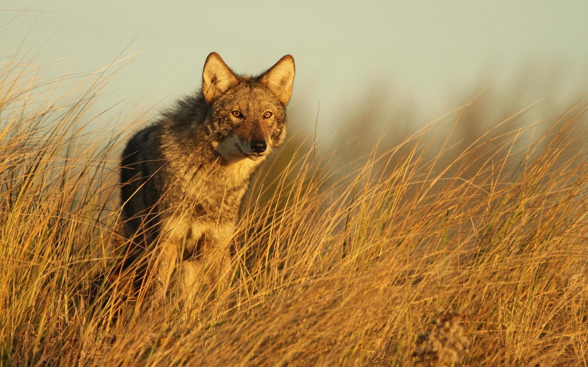 Coyote wallpaper 1920x1200 desktop background