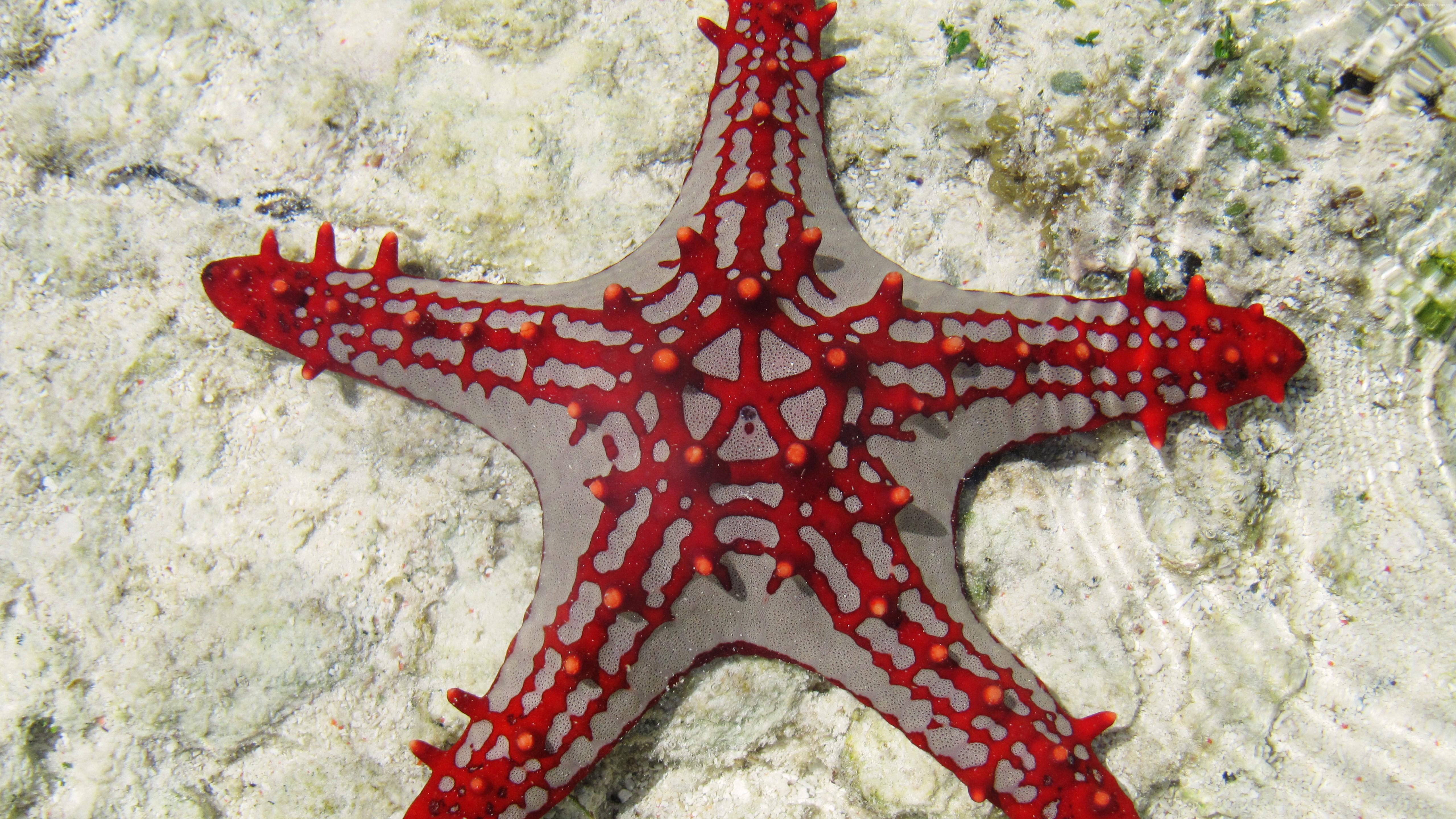 Sea Star Zanzibar Africa Diving Tourism Underwater Fish 5k Wallpaper