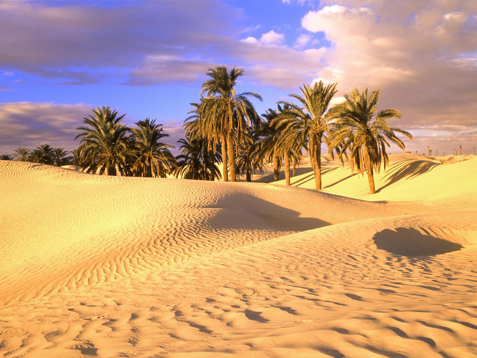 Palm Trees in Sahara Desert Wallpaper