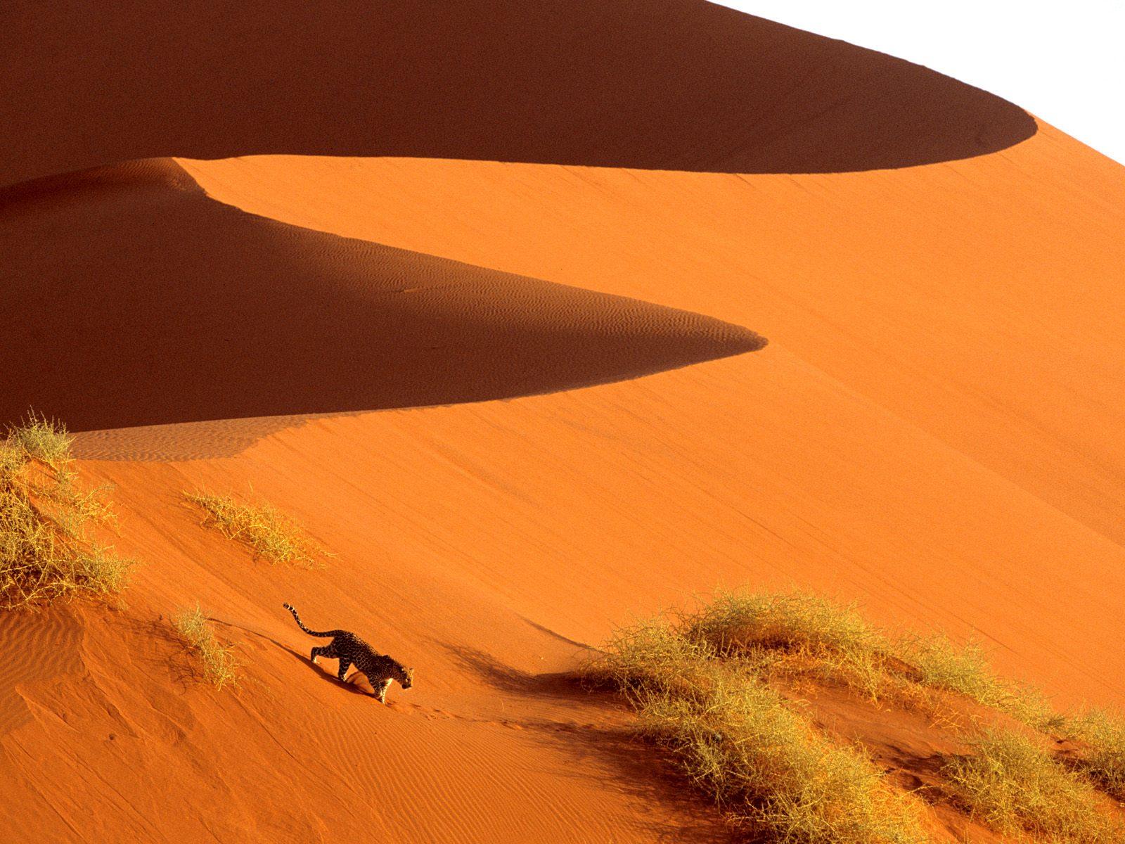 Crossing the Sand Dunes of Sossusvlei Park / Namibia / Africa
