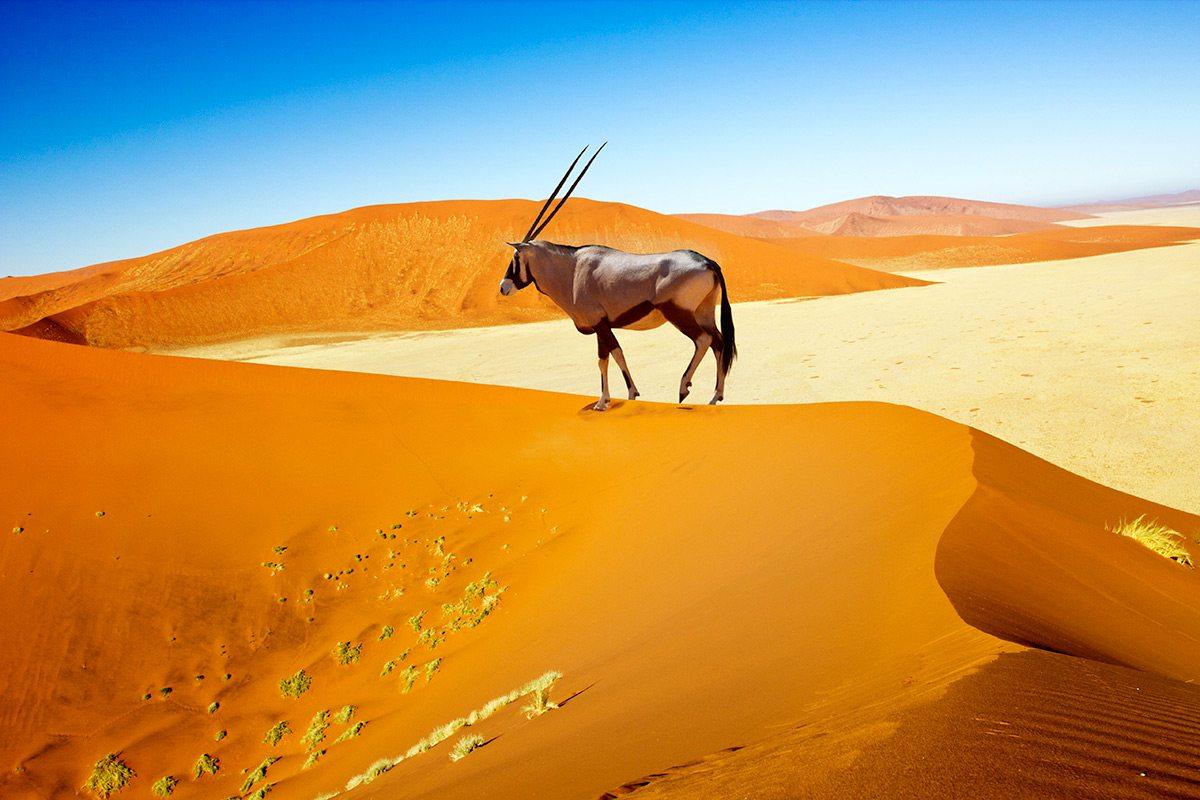 Experience The Dunes At Sossusvlei In Namibia. Art Of Safari