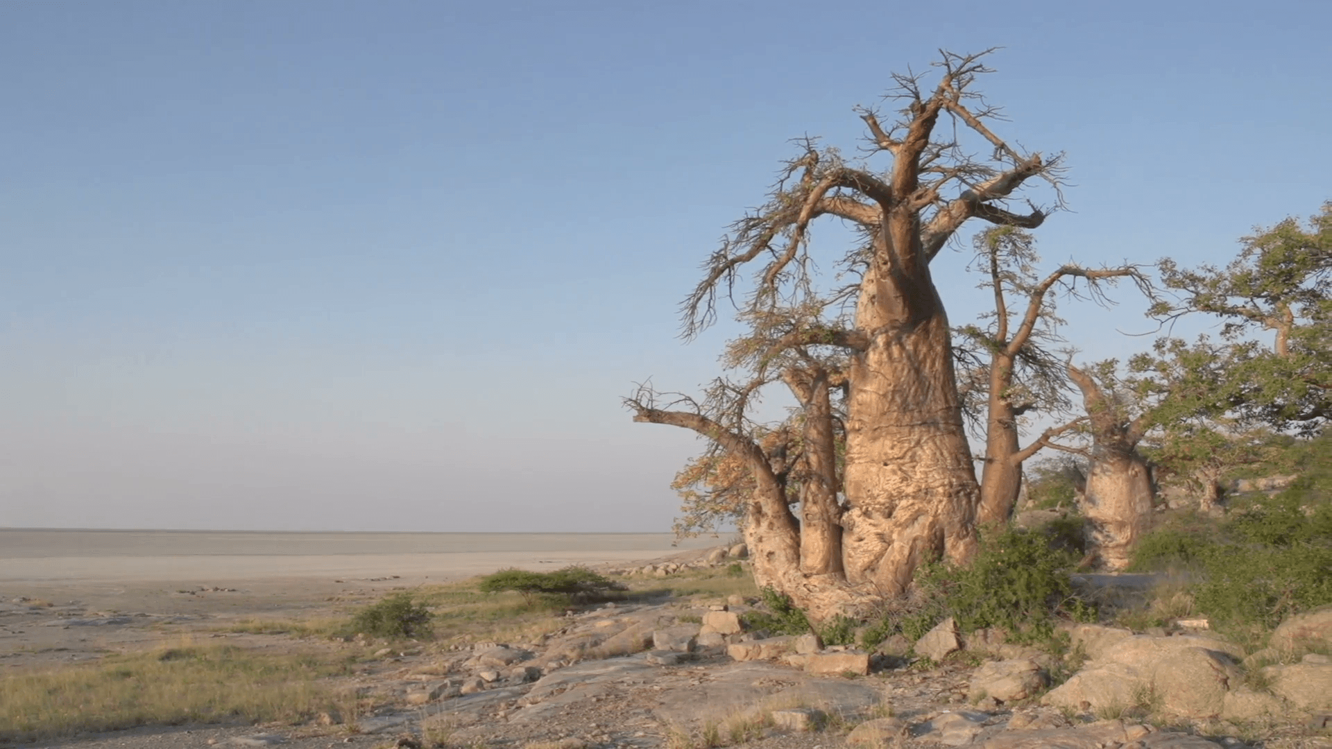 Panning shot of Makgadikgadi Pans and Baobab trees, Botswana Stock