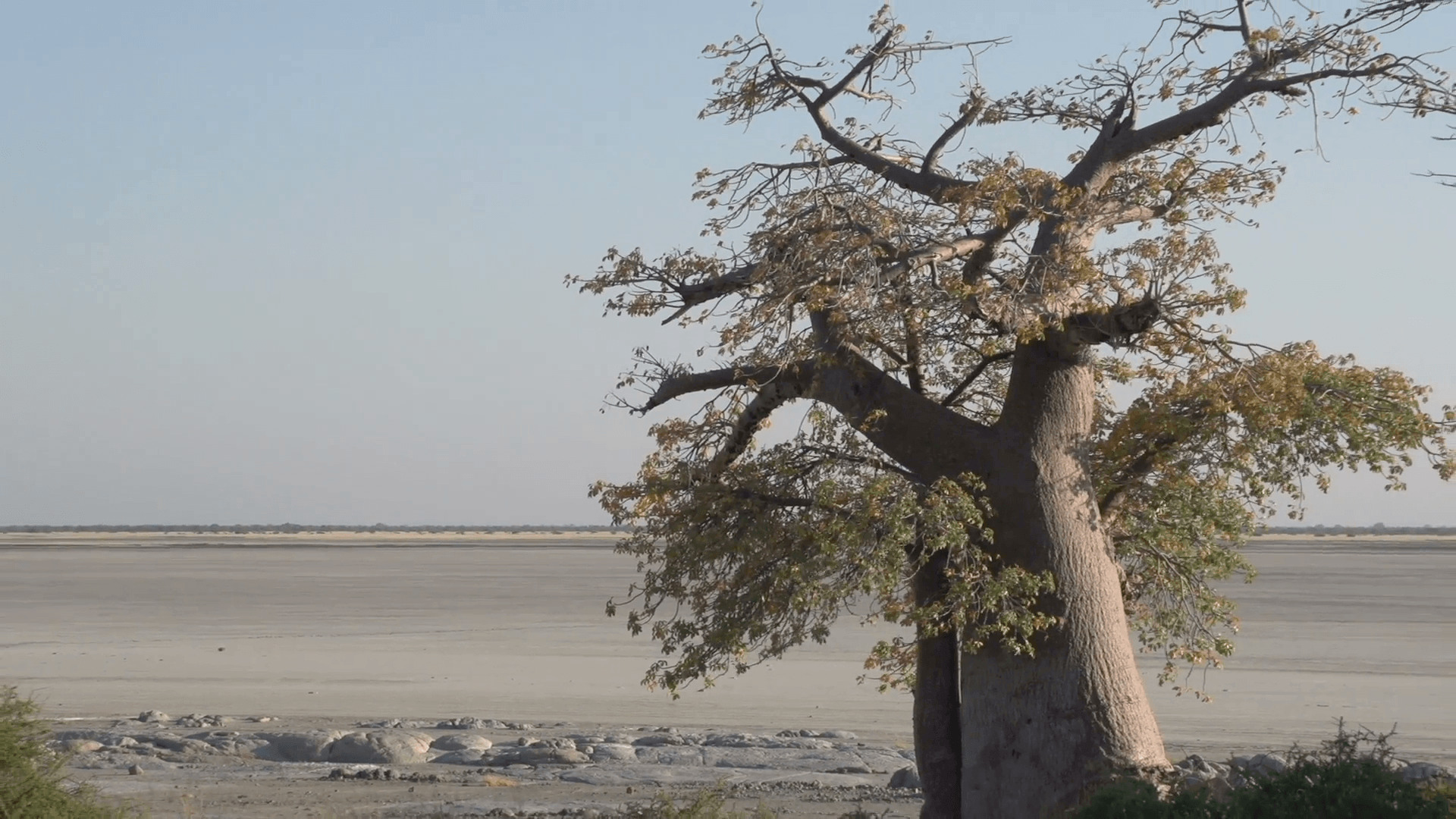Zoom out on Baobab trees with Makgadikgadi Pans in the background