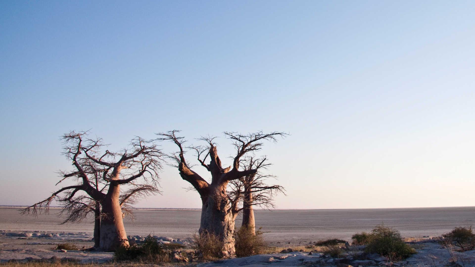 Makgadikgadi Pans Holidays. Book For 2019 2020 With Our