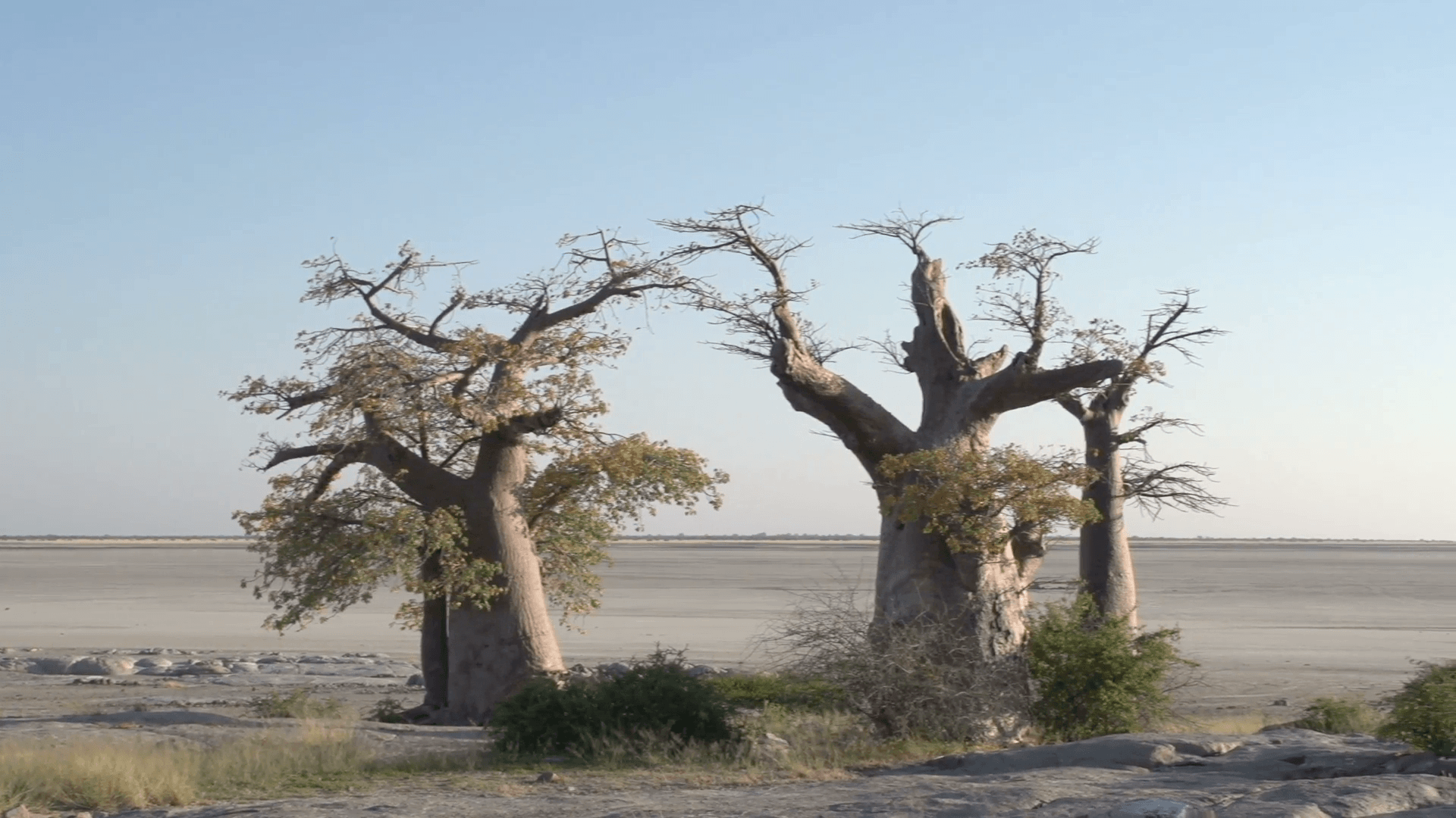 Panning shot of Baobab trees with Makgadikgadi Pans in