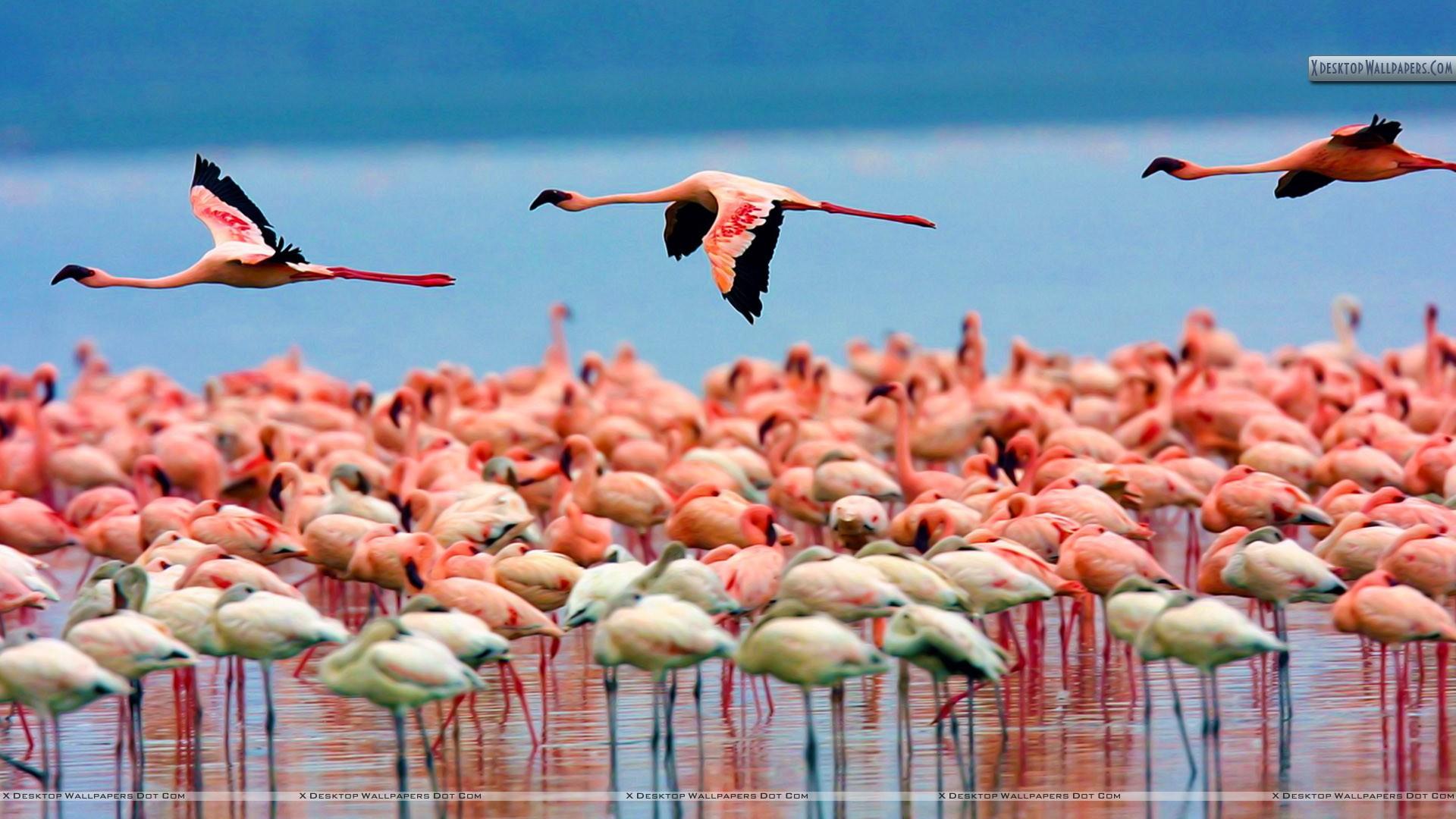 Flamingos, Lake Nakuru, Kenya Wallpaper