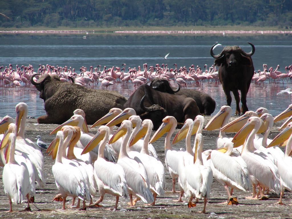 Lake Nakuru Day Trip From Nairobi. Lukundo Tours & Safaris
