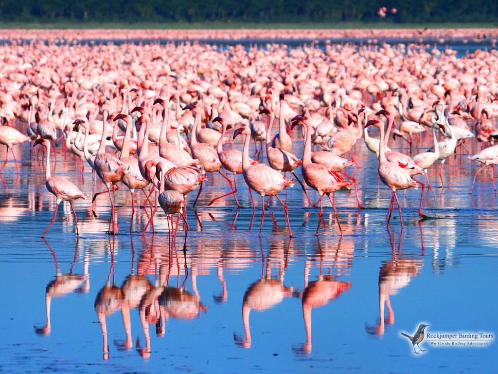 Lake Nakuru's Lesser Flamingo Spectacle