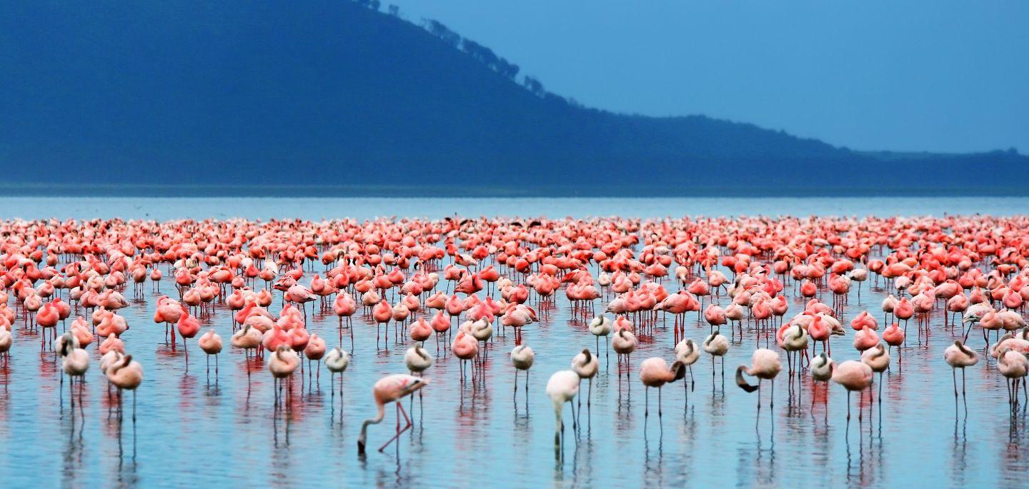 Day Maasai Mara Lake Nakuru Explorer Safari Per Person $1025 To