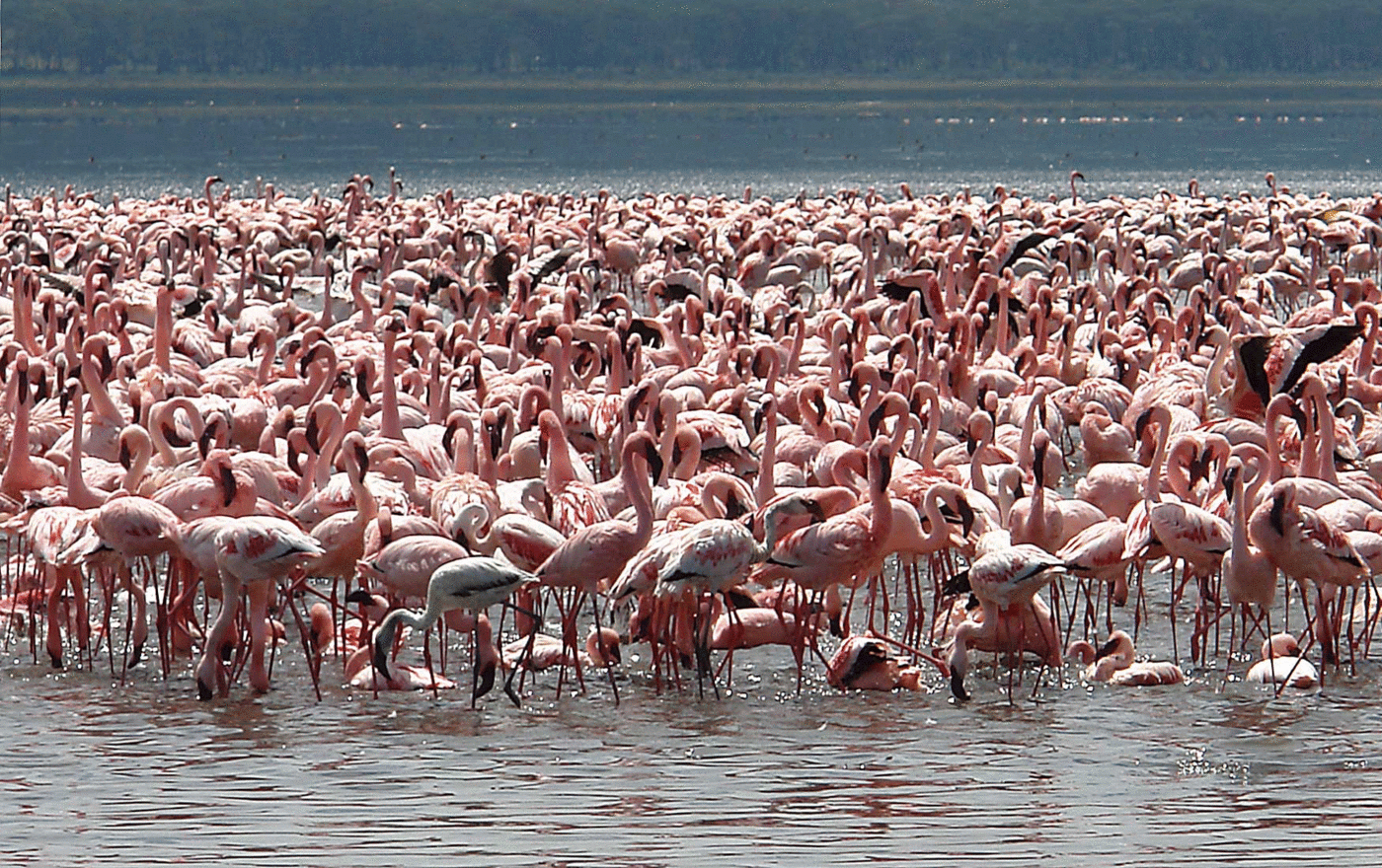 Lake Nakuru Day Trip From Nairobi. Lukundo Tours & Safaris