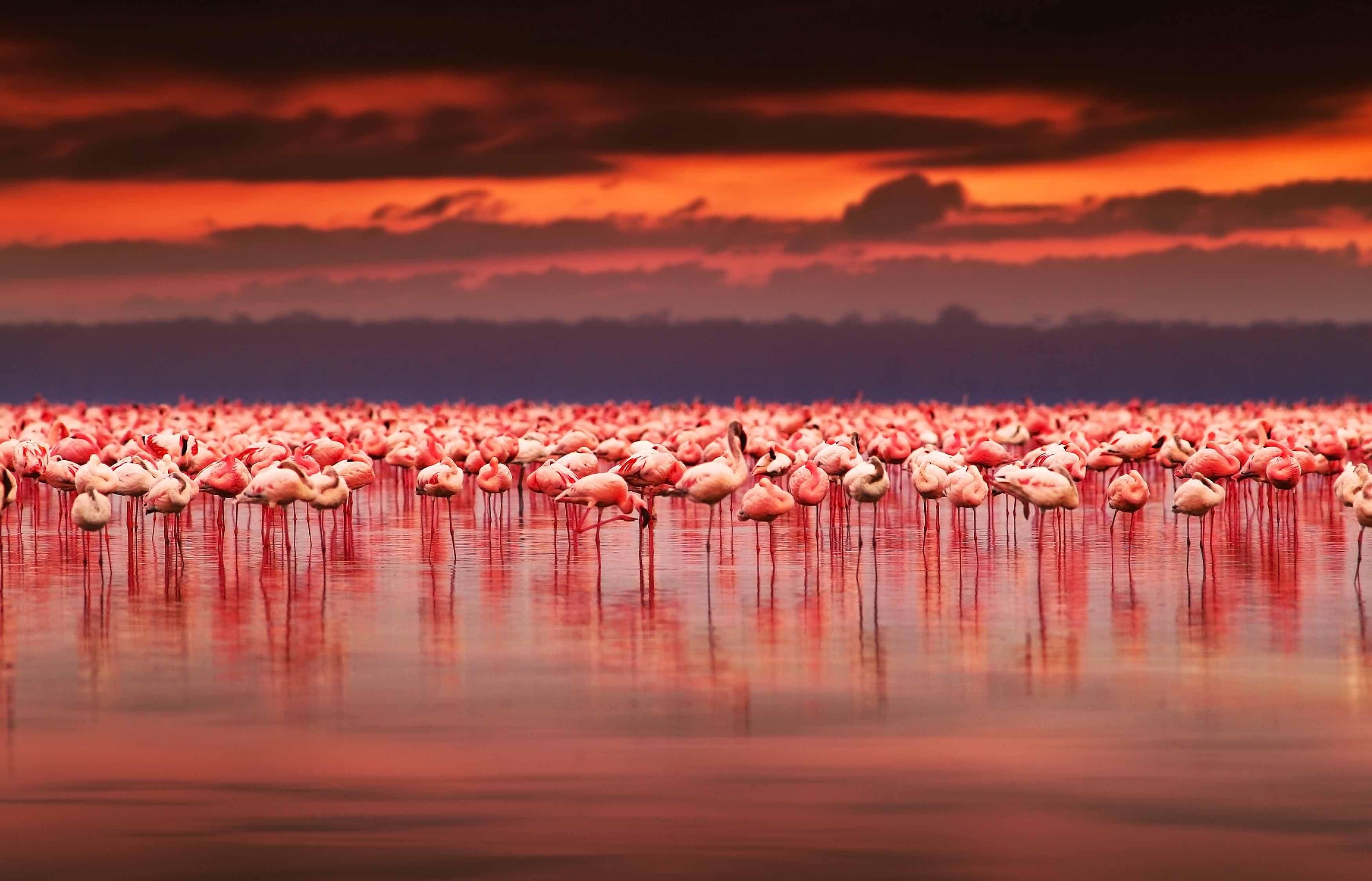 Flamingo sunset at lake Nakuru, Kenya. Wanderlust