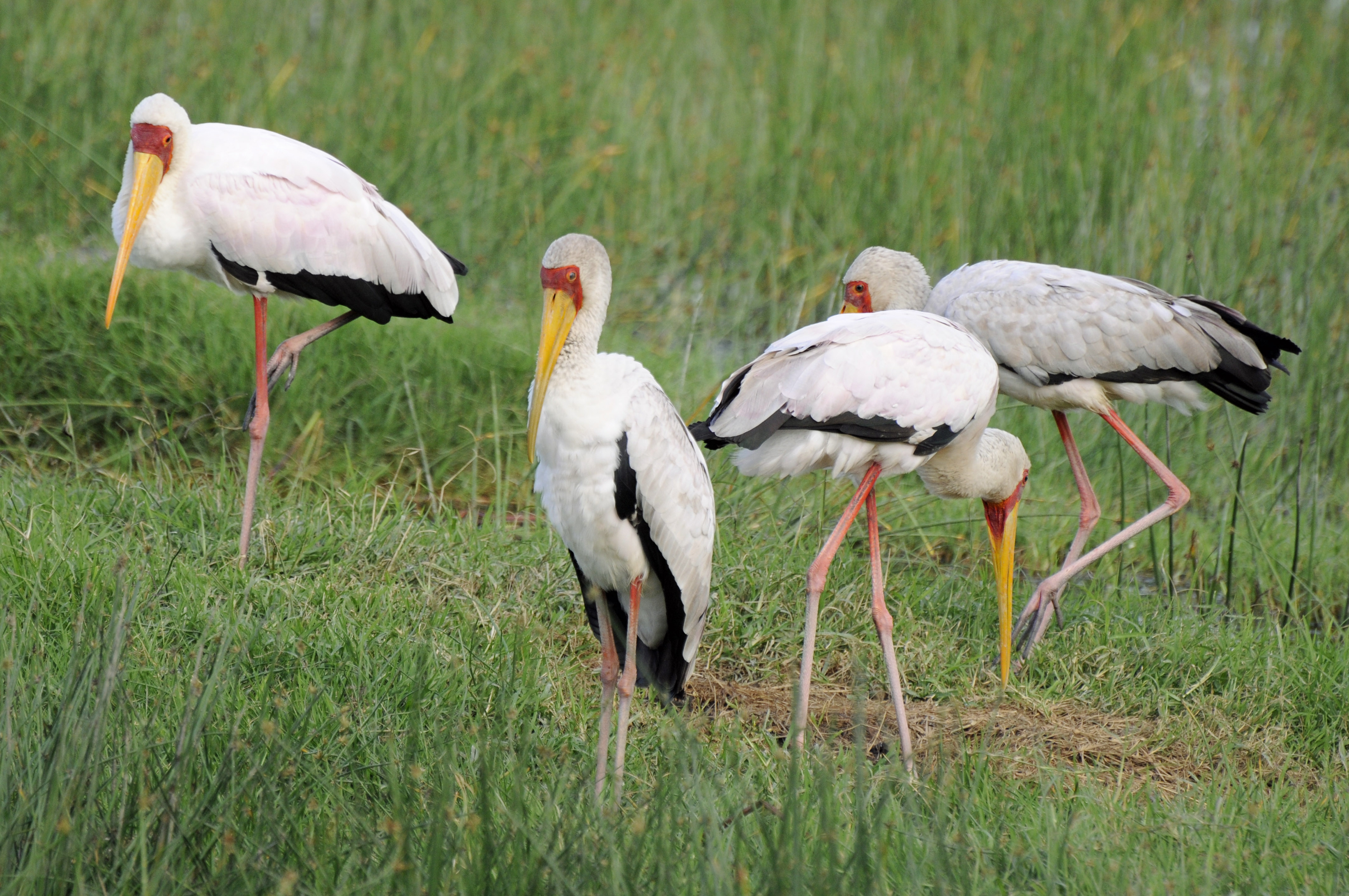 Yellow Billed Stork, Lake Nakuru National Park, Kenya 4k Ultra HD
