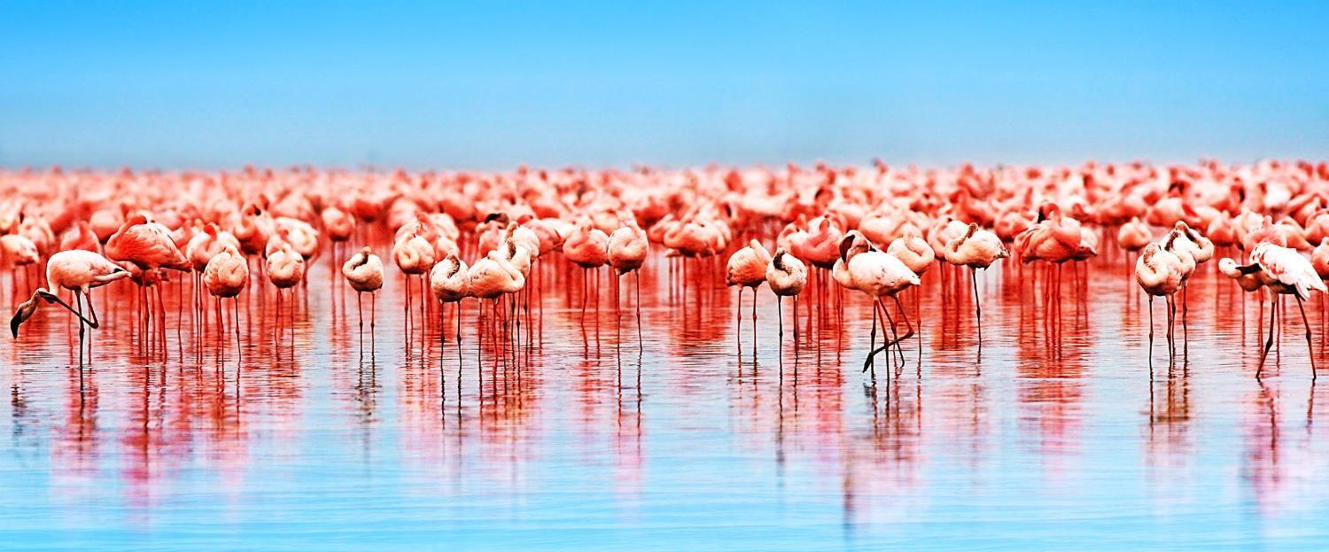 A flock of flamingos in Lake, Nakuru, Kenya. 贴图