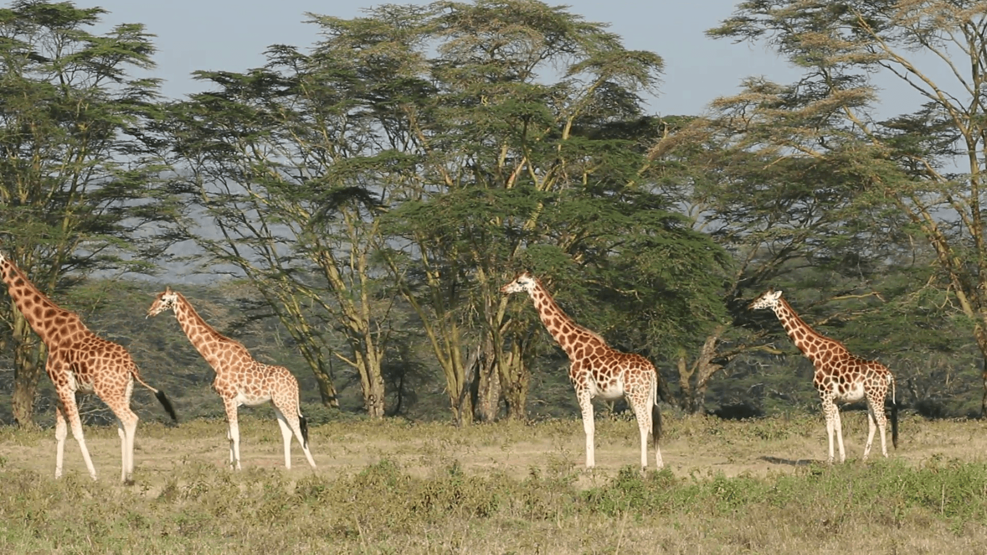 Rothschilds giraffes, Lake Nakuru National Park, Kenya Stock Video