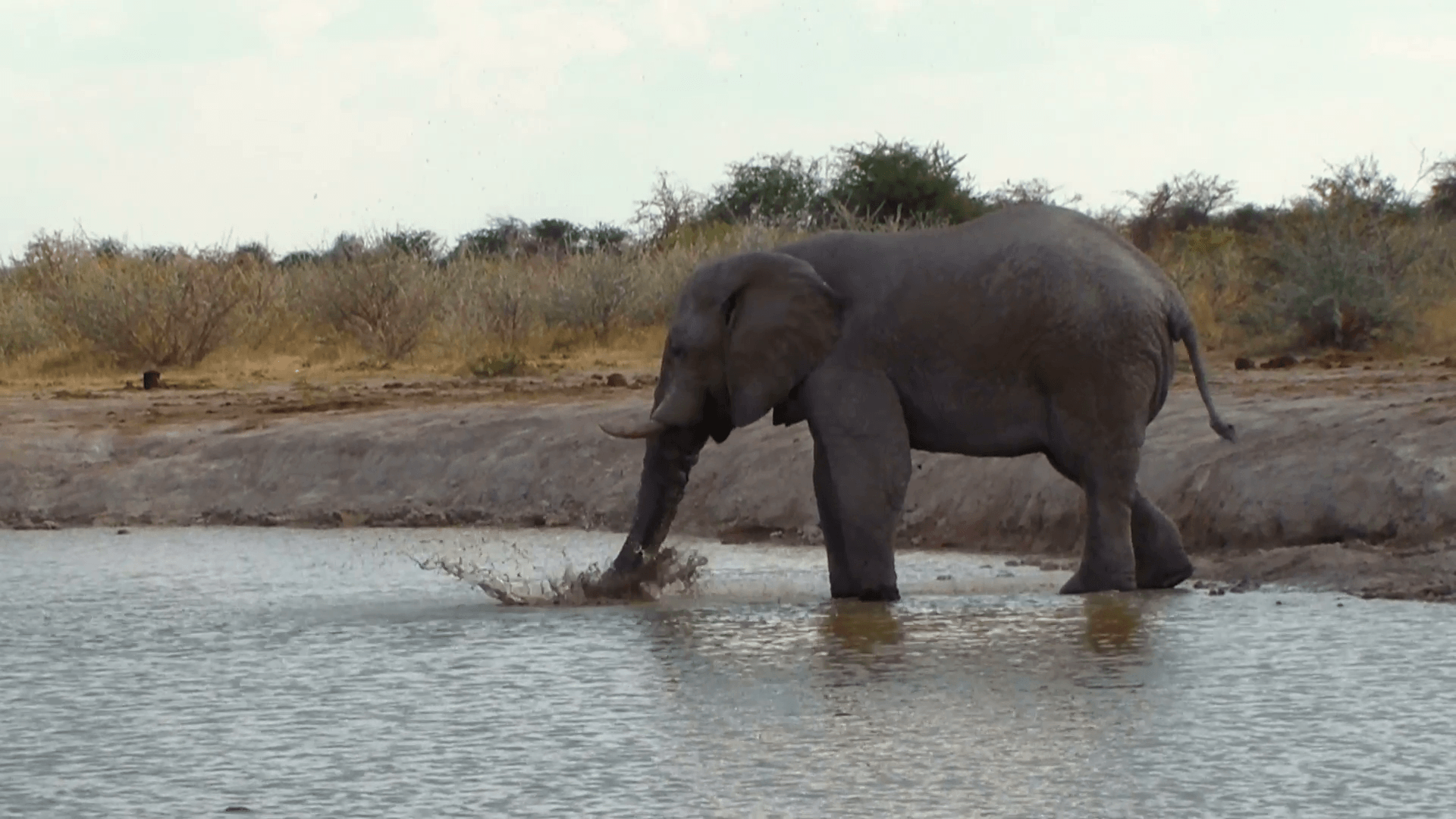 Elephant playing water and mud in a waterhole. Nxai Pan National