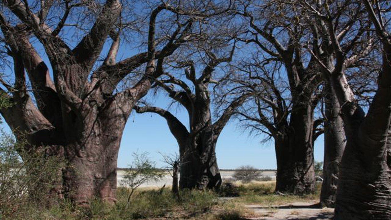 Nxai Pan in Nxai Pan National Park, Botswana