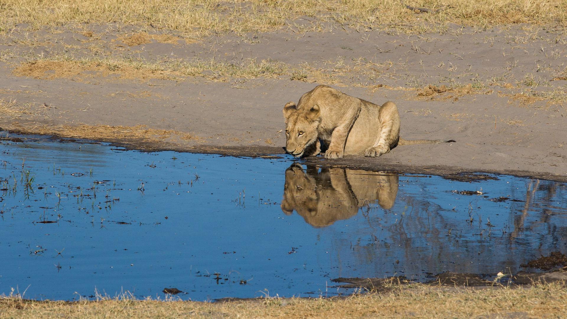 Botswana Safari Parks & Attractions World Safaris