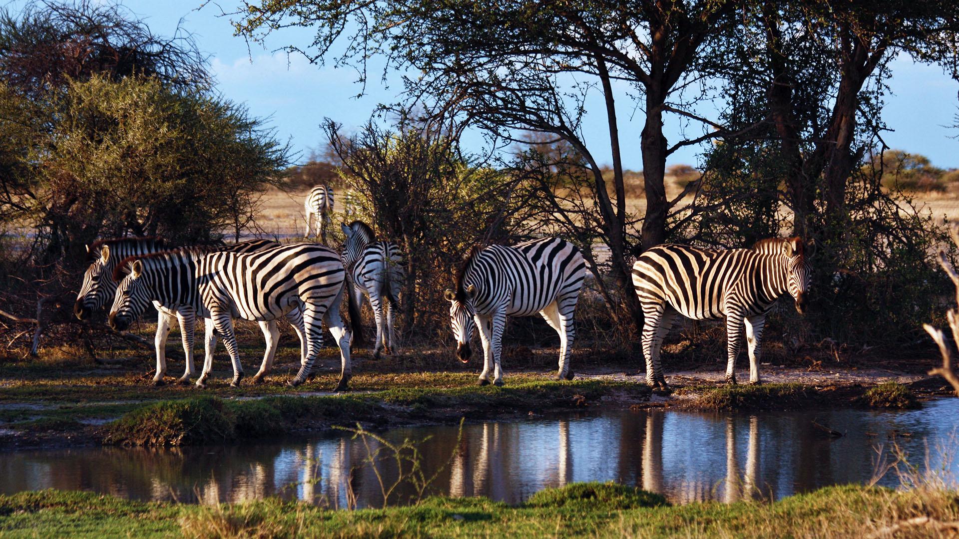 Zebra. Episodes. Nature's Great Race