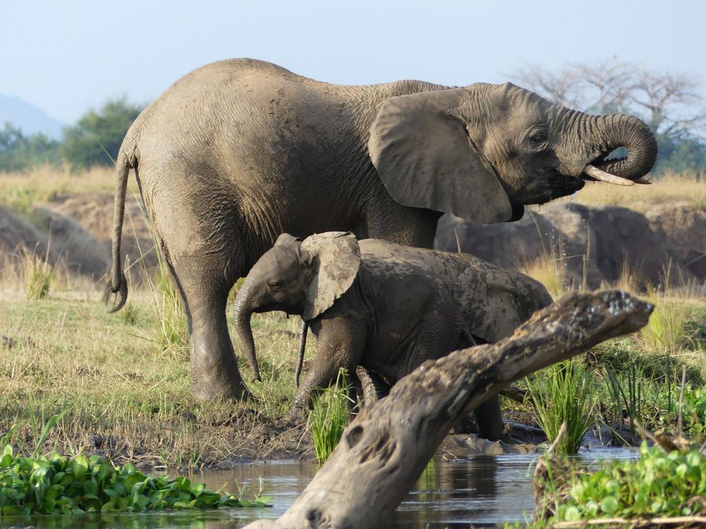 P1180625 Lower Zambezi National Park Zambia (35). Elephants