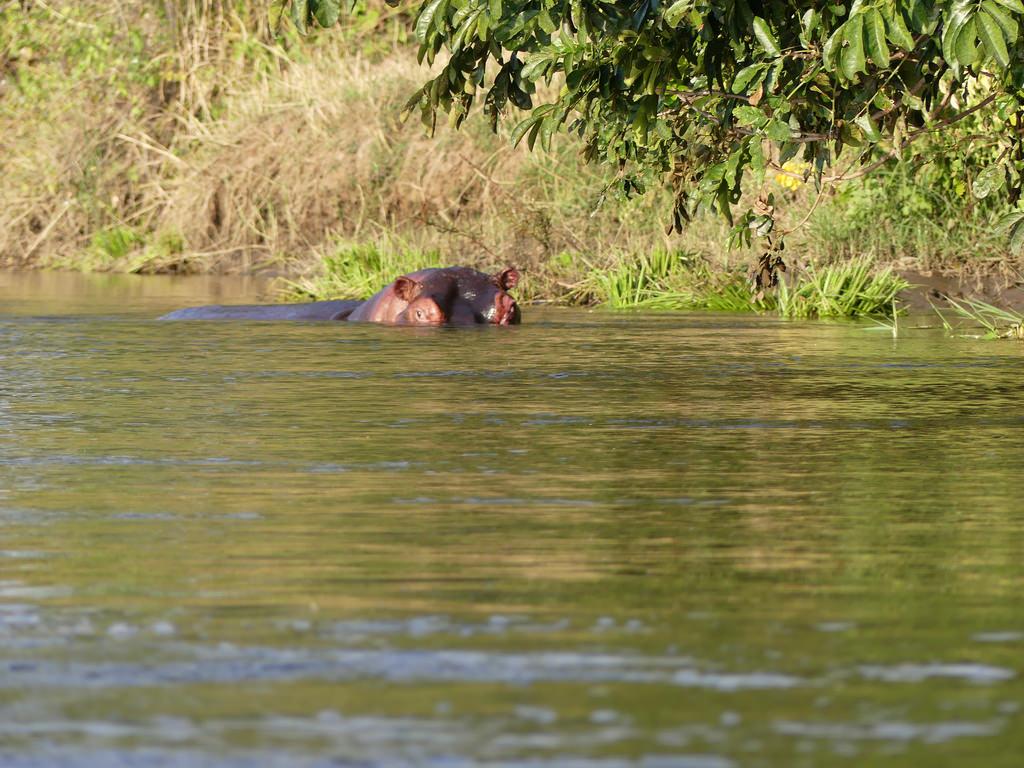 P1180625 Lower Zambezi National Park Zambia (51). Hippos, L