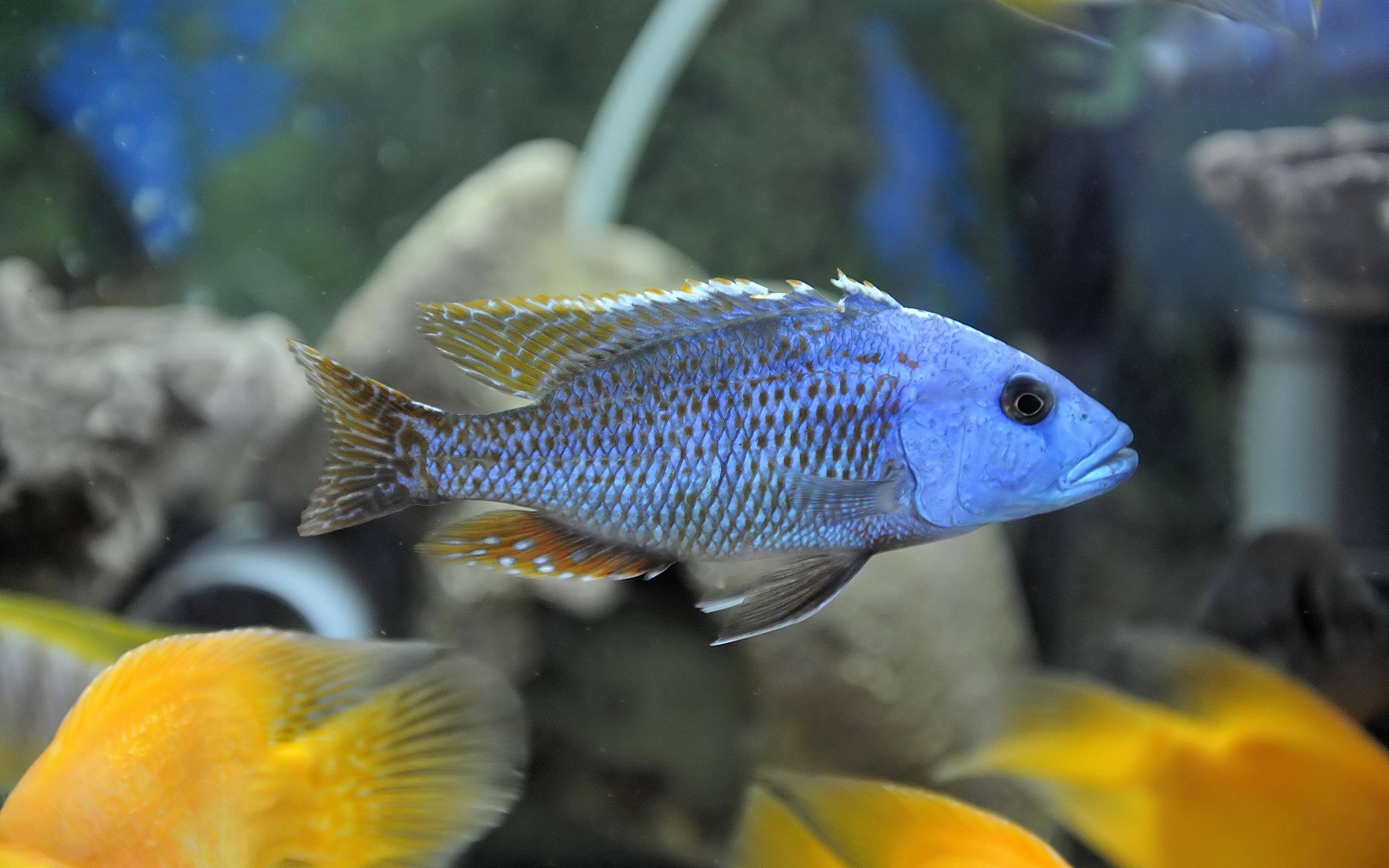 Cichlid Wallpapers - Wallpaper Cave