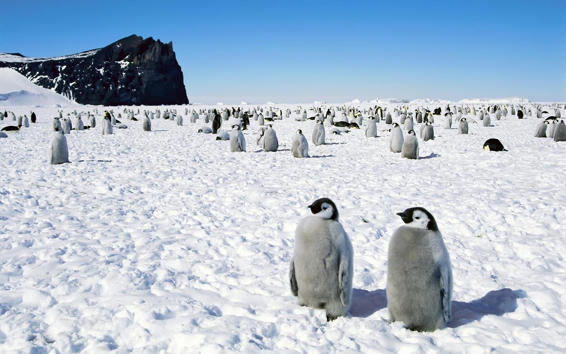 Penguins in Antarctica wallpaper download. Wallpaper, picture