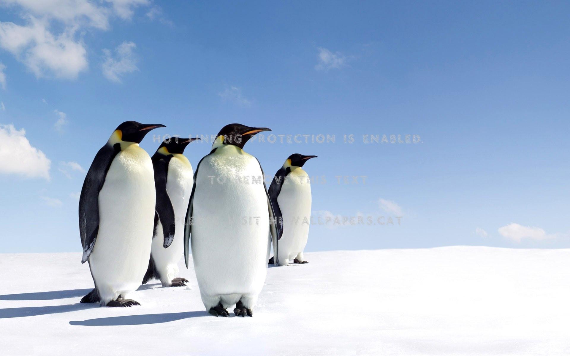 penguins north pole nice beautiful south sun