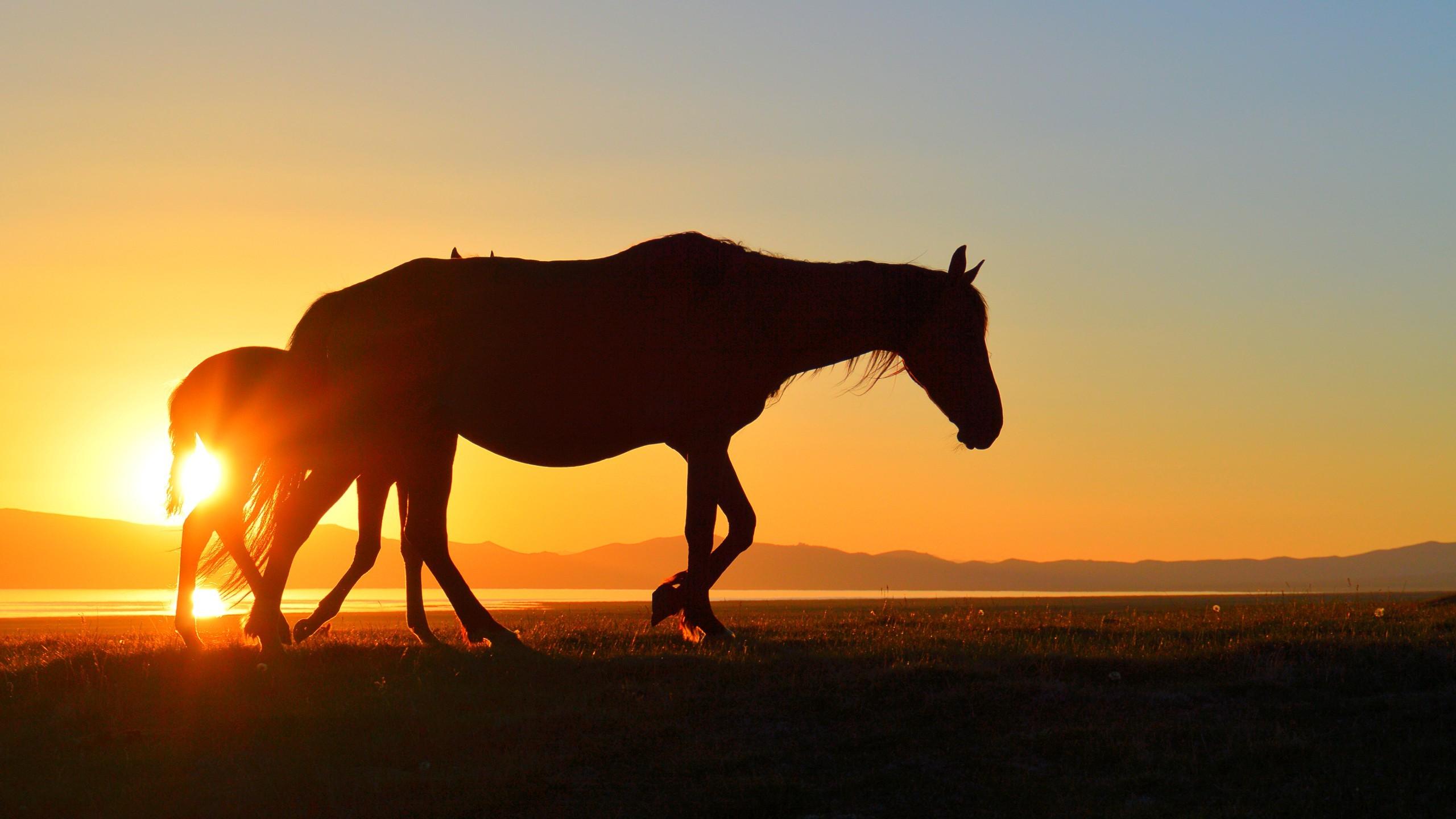 horse kyrgyzstan song kul sunset lake silhouette Wallpaper HD
