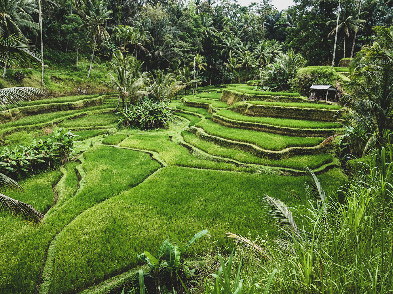 Wallpaper Indonesia Ubud Bali Nature Fields Tropics