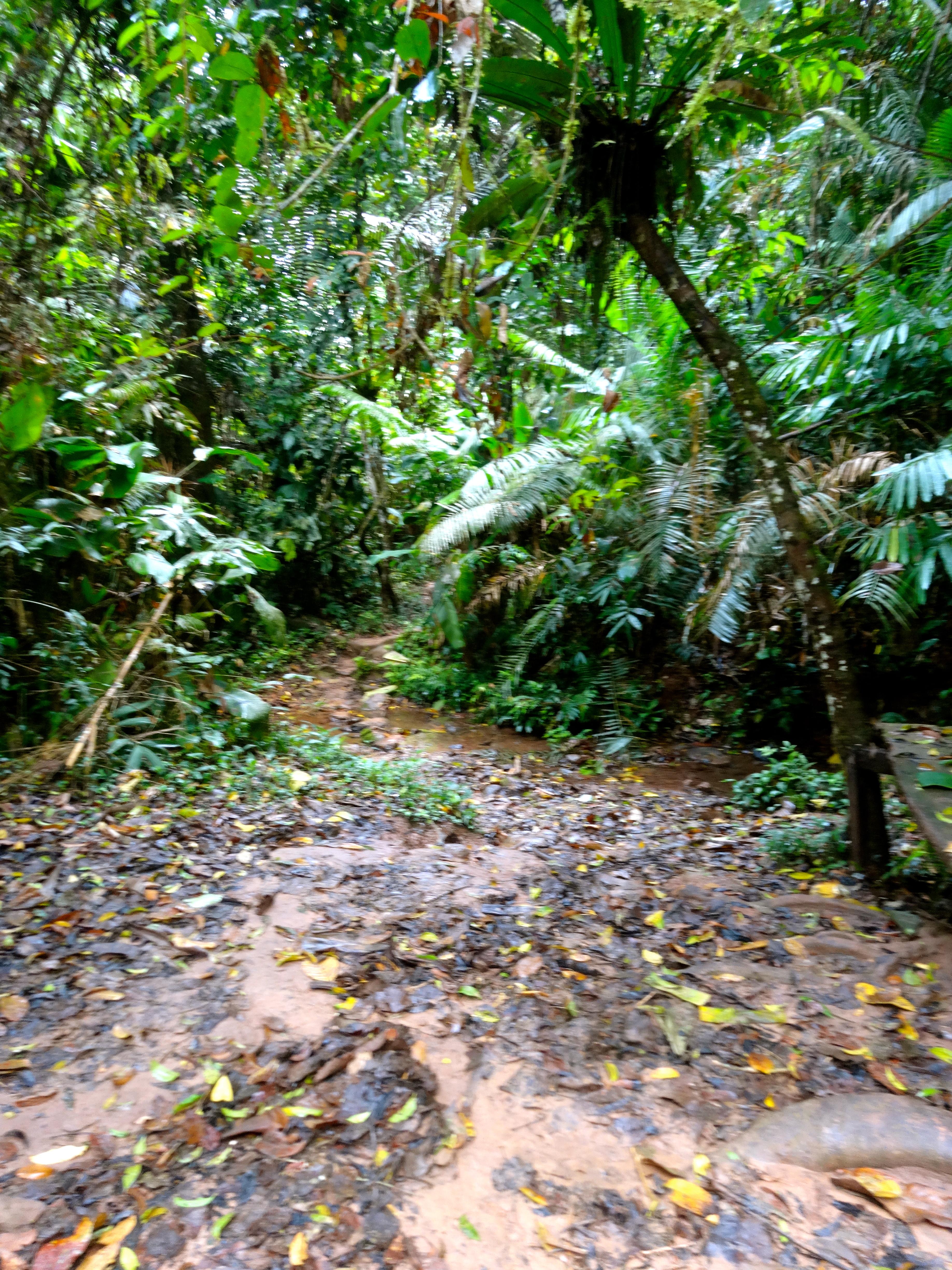 Bokeo Nature Reserve Wallpapers - Wallpaper Cave