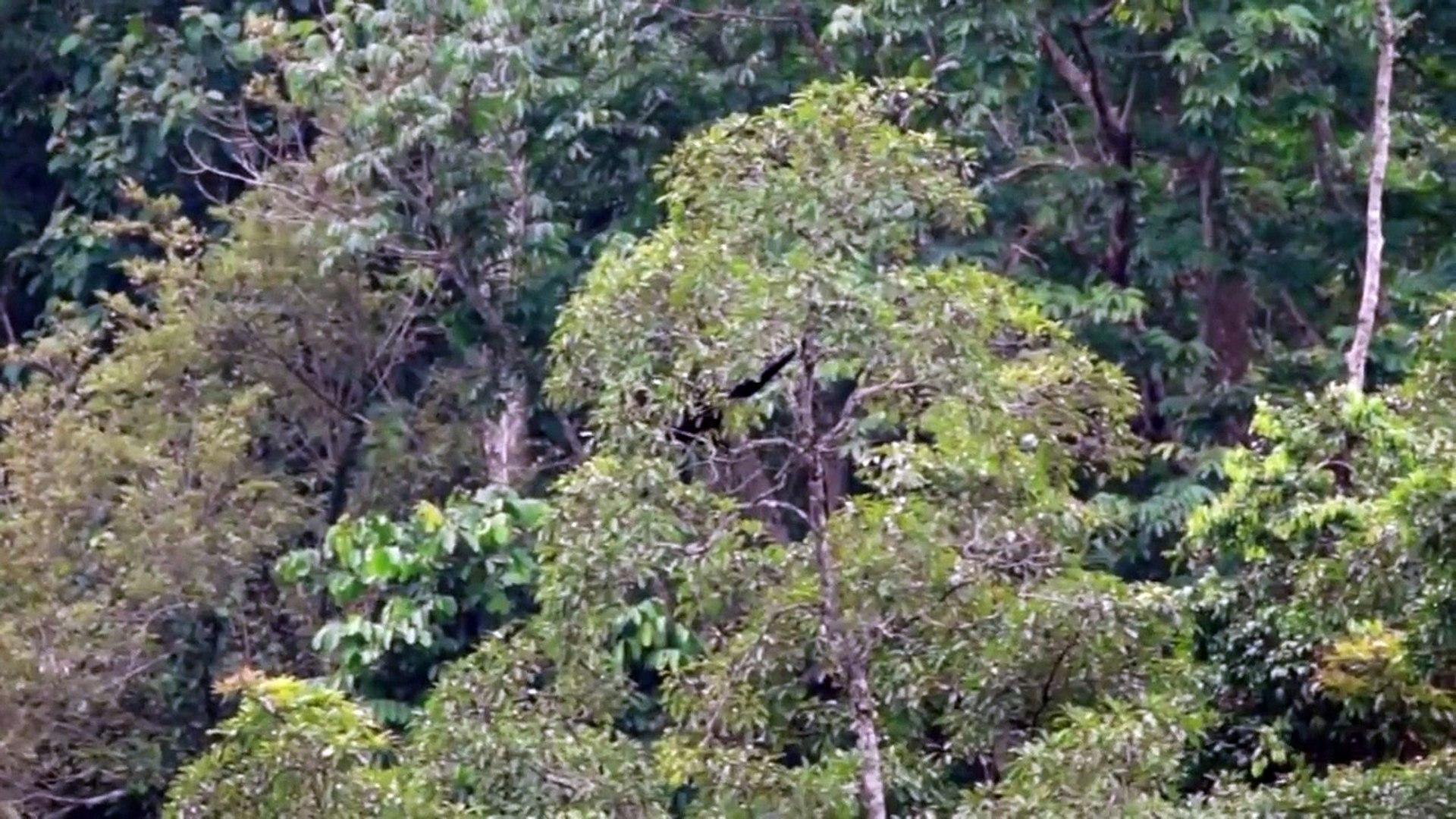 Bokeo Nature Reserve Wallpapers - Wallpaper Cave