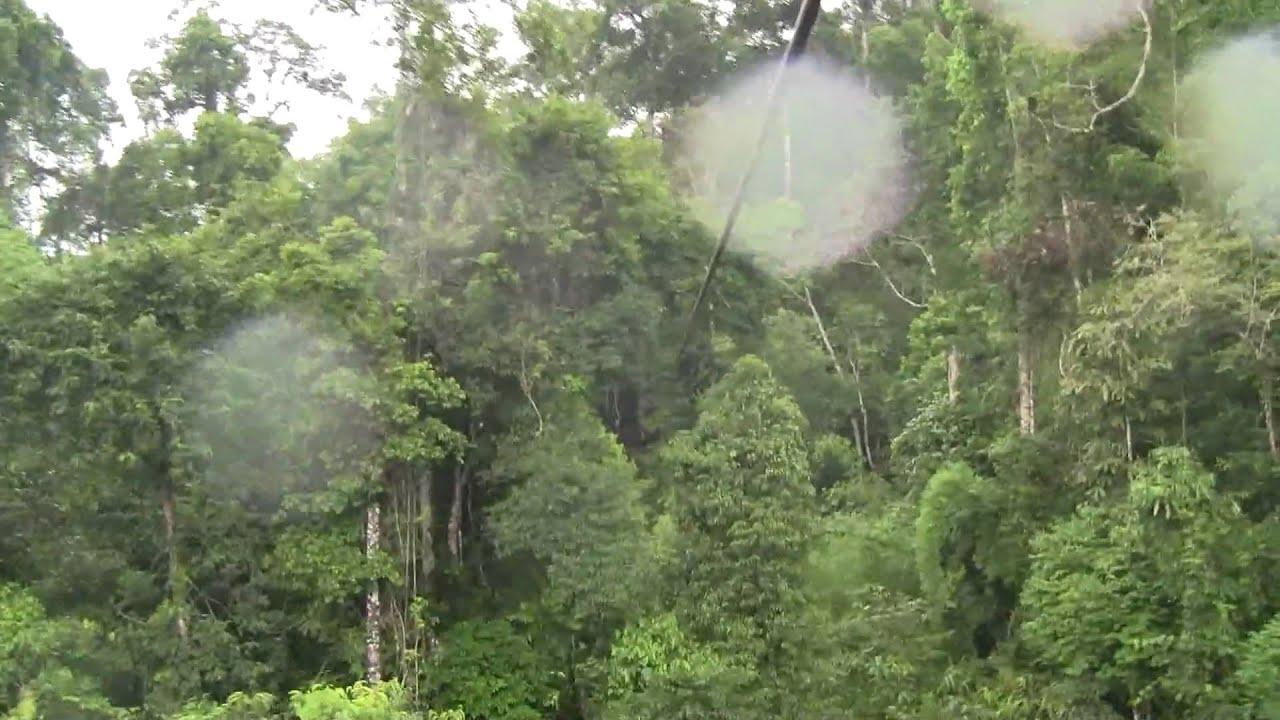 Bokeo Nature Reserve Wallpapers - Wallpaper Cave