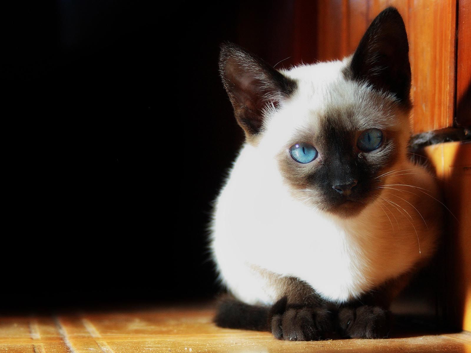 Serious Siamese photo and wallpaper. Beautiful Serious Siamese picture