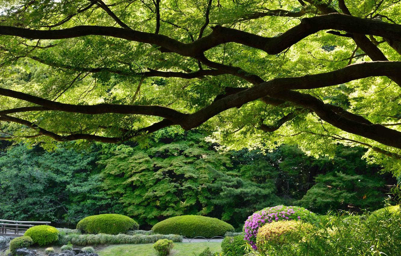 Wallpaper trees, Park, Japan, Tokyo, Tokyo, Japan, Imperial Shinjuku