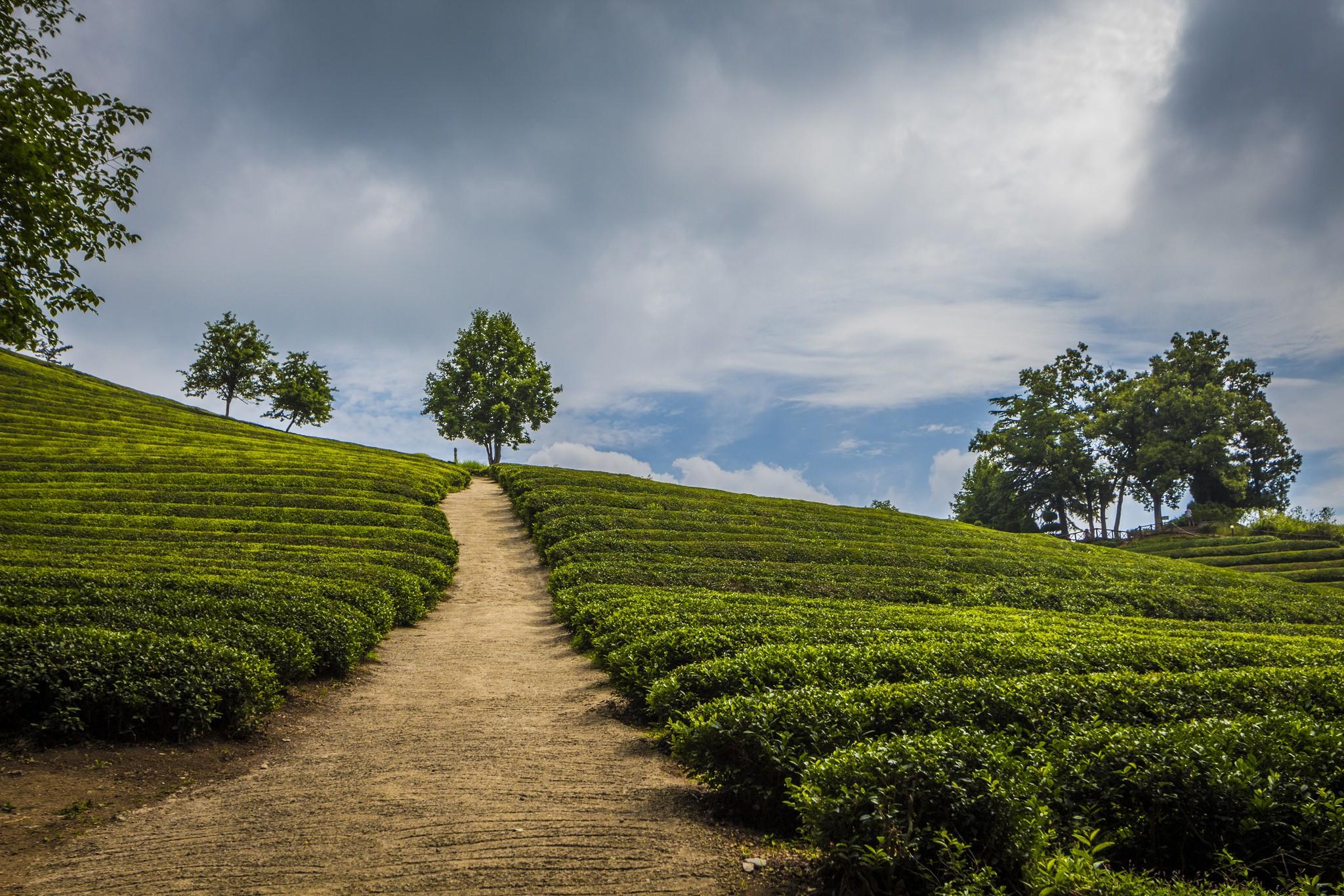 Stunning Picture of South Korea's Tea Plantations