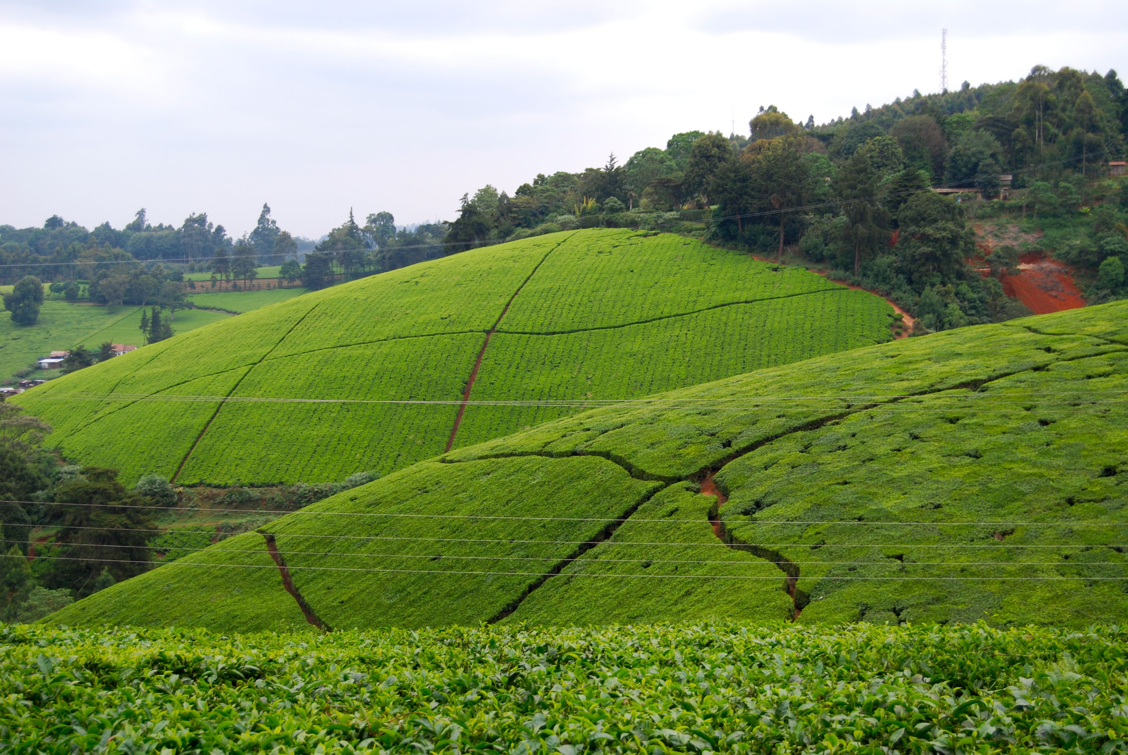 Tea plantation outside of Nairobi, Kenya. It's even more breath
