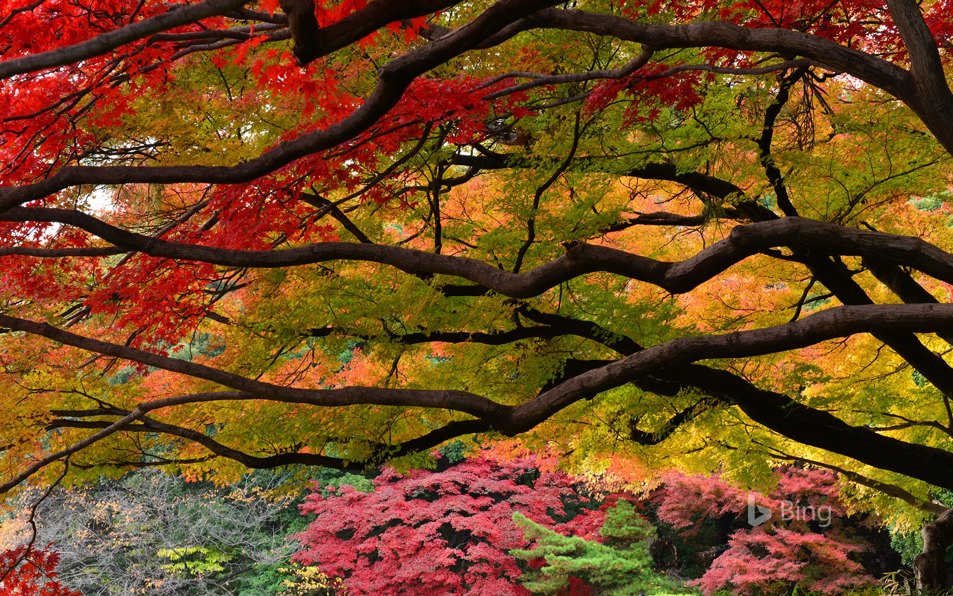 Autumn Color In Shinjuku Gyoen Garden, Tokyo © Photo From Japan