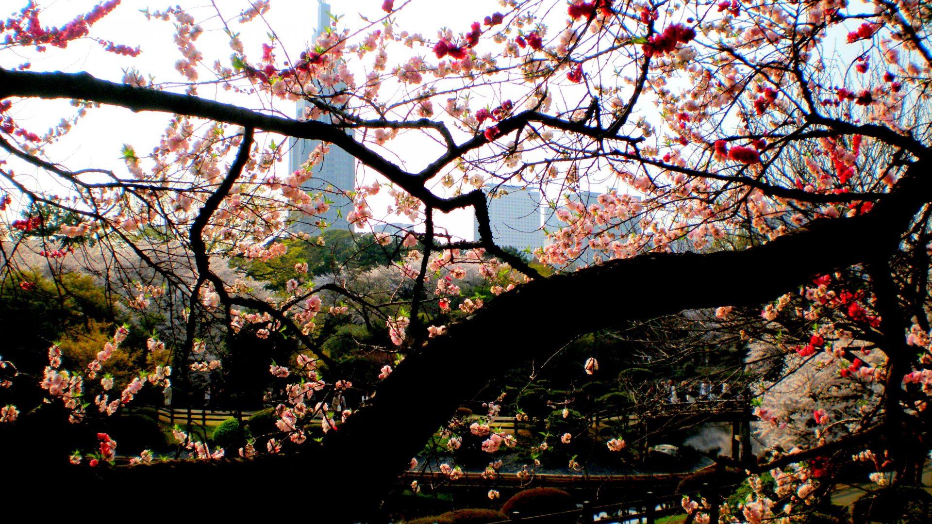Flowers: Shinjuku Gyoen Japan Flowers Japanese Sakura Nature Blossom