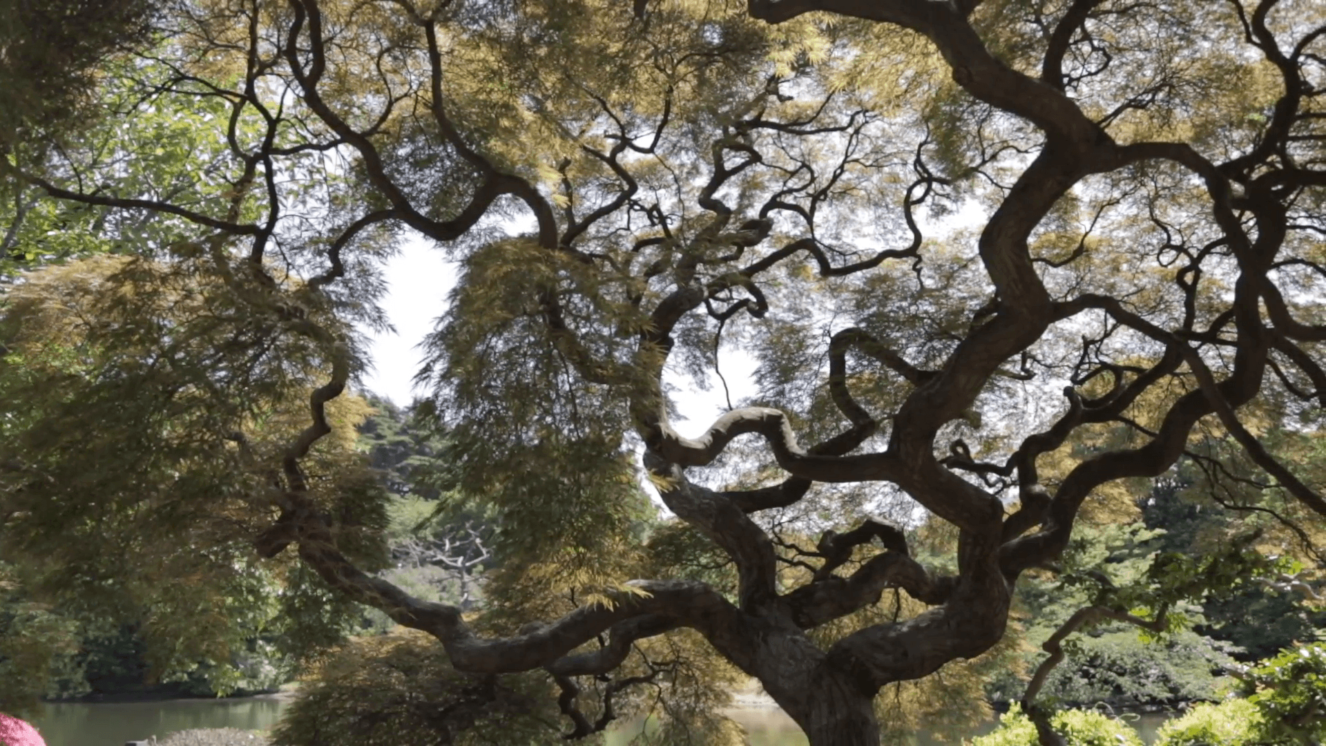 Shinjuku Gyoen National Garden. Large bonsai tree in Shinjuku Gyoen